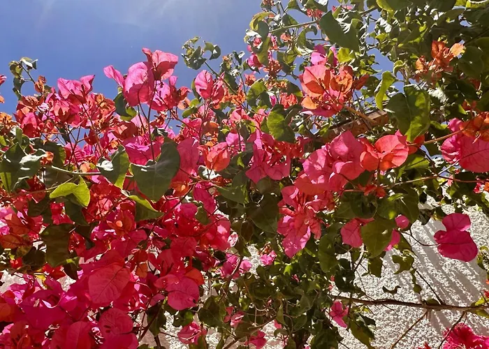 فيلة Buganvilia By Check-in Portugal البوفيرا